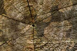 host101003-18.jpg