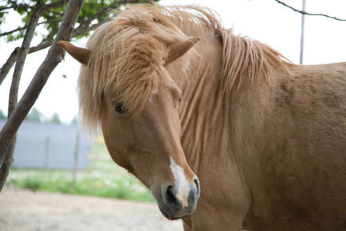 Hästar