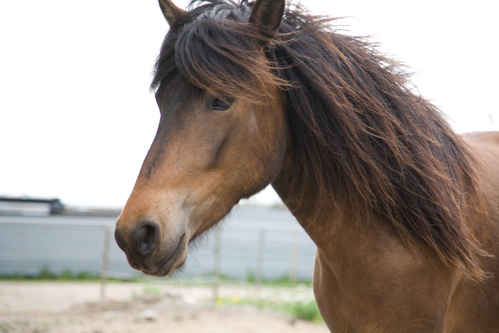 Hästar