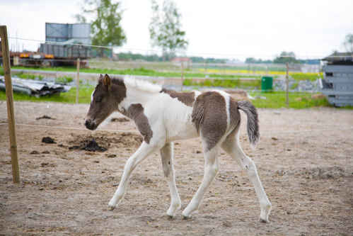 Hästar