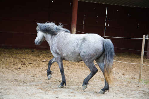 Hästar