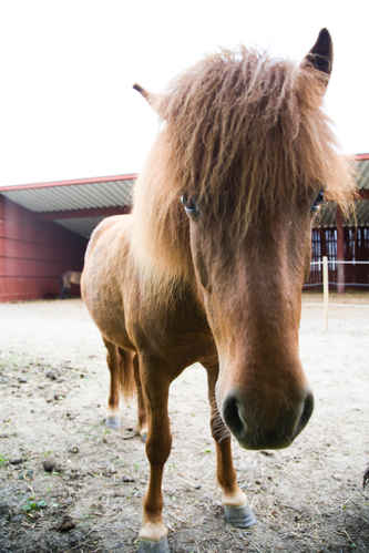 Hästar
