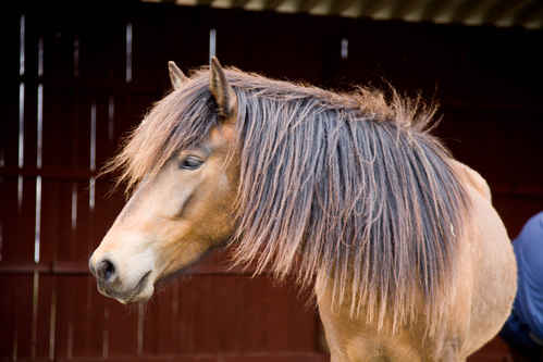 Hästar