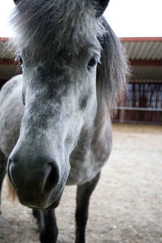Hästar