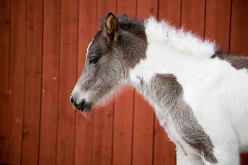 Hästar