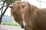 islandshastar080430-12.jpg