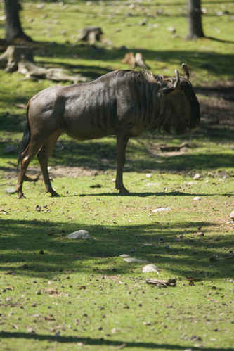 Gnu