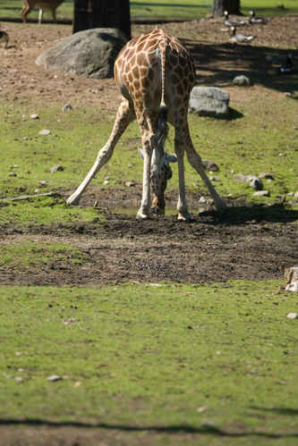 Giraff
