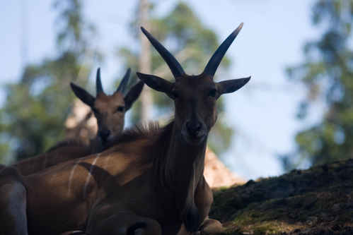 Elandantilop