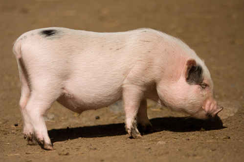 Minigris