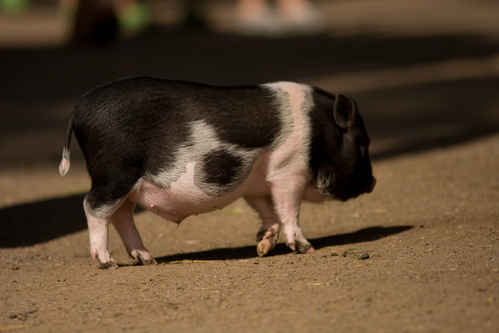 Minigris