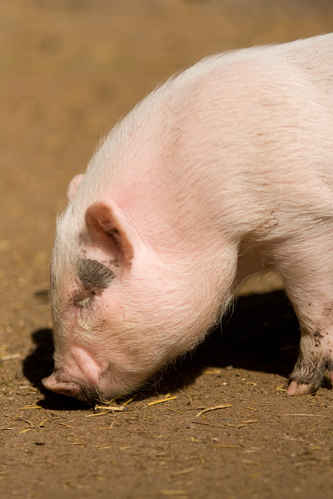 Minigris