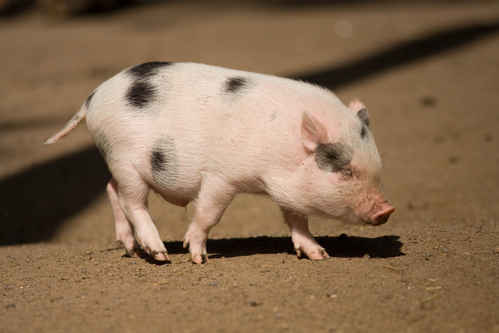 Minigris