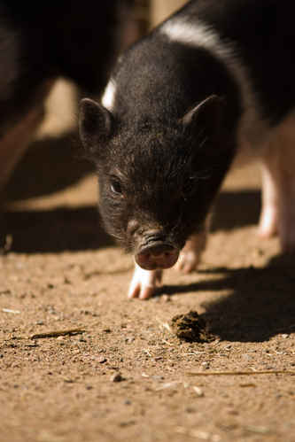Minigris