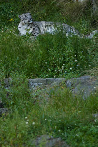 Snöleopard
