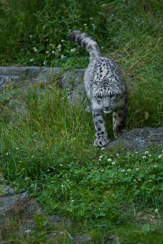 Snöleopard
