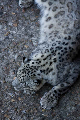 Snöleopard