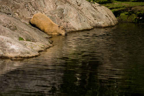 Kapybara