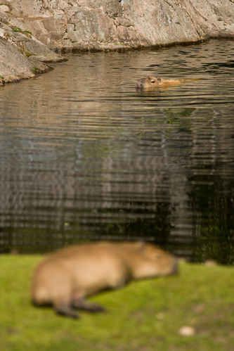 Kapybara