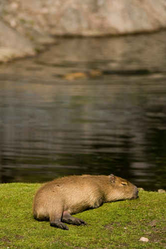 Kapybara