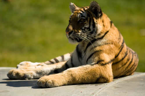Tiger