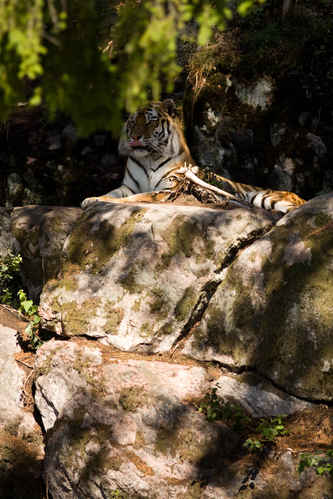 Sibirisk tiger