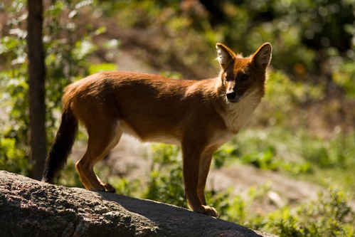 Dhole