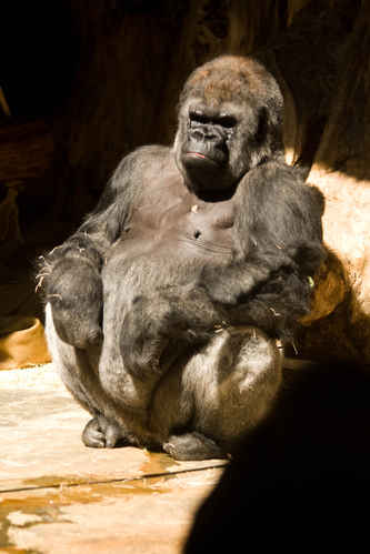 Gorilla