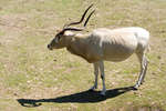 kolmarden080710-139.jpg