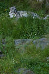 kolmarden080710-44.jpg