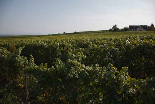Vinodling