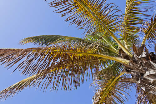 Palm