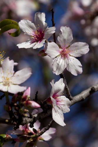 Mandelblommor