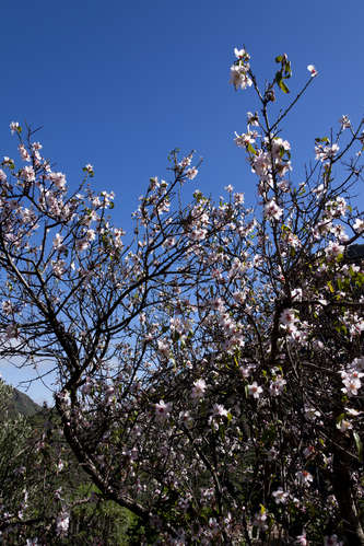 Mandelblommor