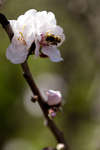 mandeltrad110522-11.jpg