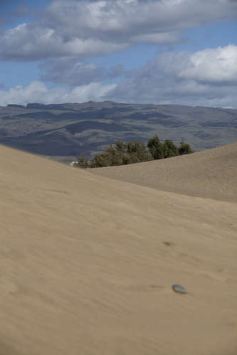 Sanddyner