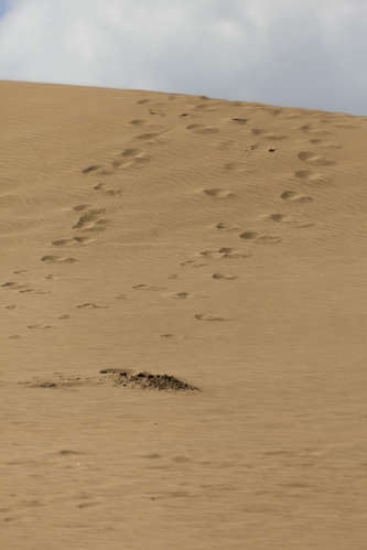 Sanddyner