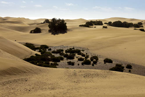 Maspalomas öken
