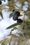 oliver110203-10.jpg