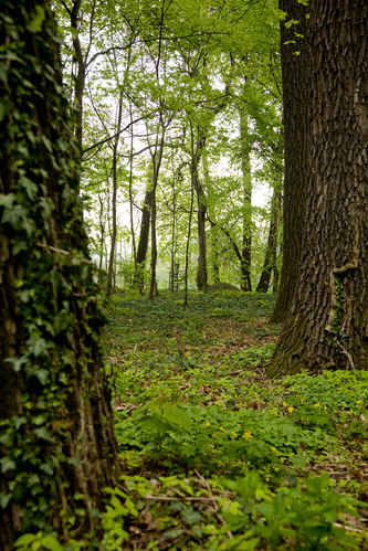 Skog