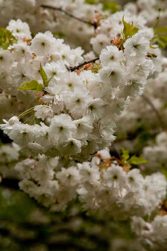 Vita blommor