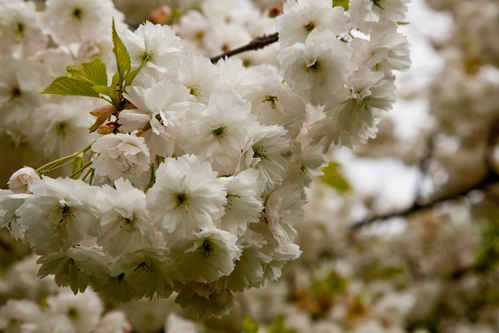Blommande träd