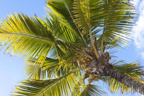 Kokospalm