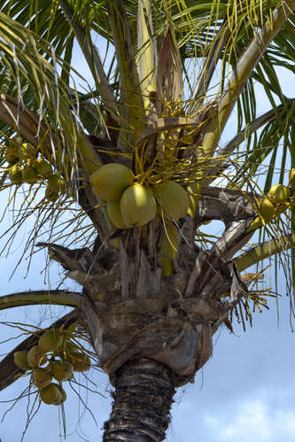 Kokospalm