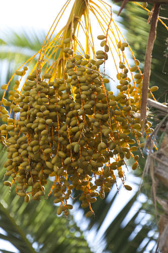 Dadelpalm