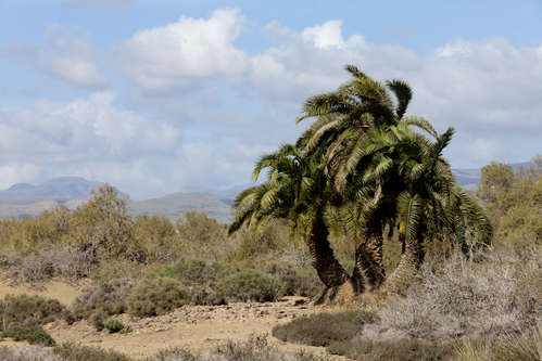 Palm