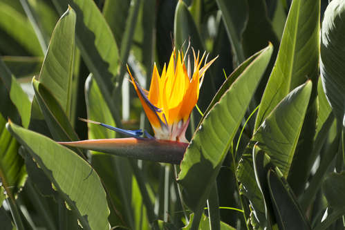 Papegojblomma