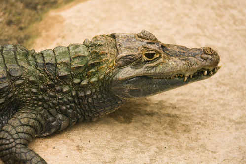 Krokodil