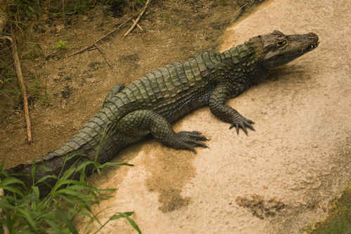 Krokodil