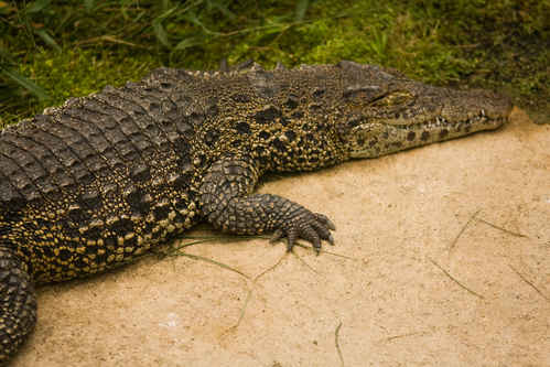 Krokodil